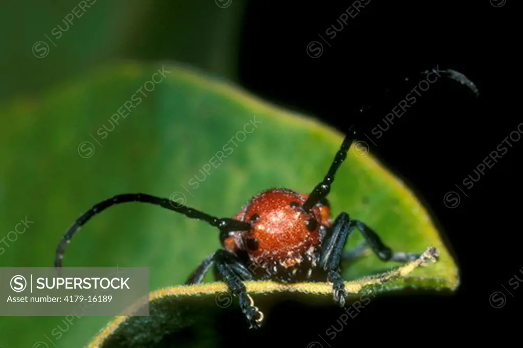 Red Milkweed Beetle (Eastern Milkweed Longhorn) (Tetraopes tetraophthalmus) Boon, MI
