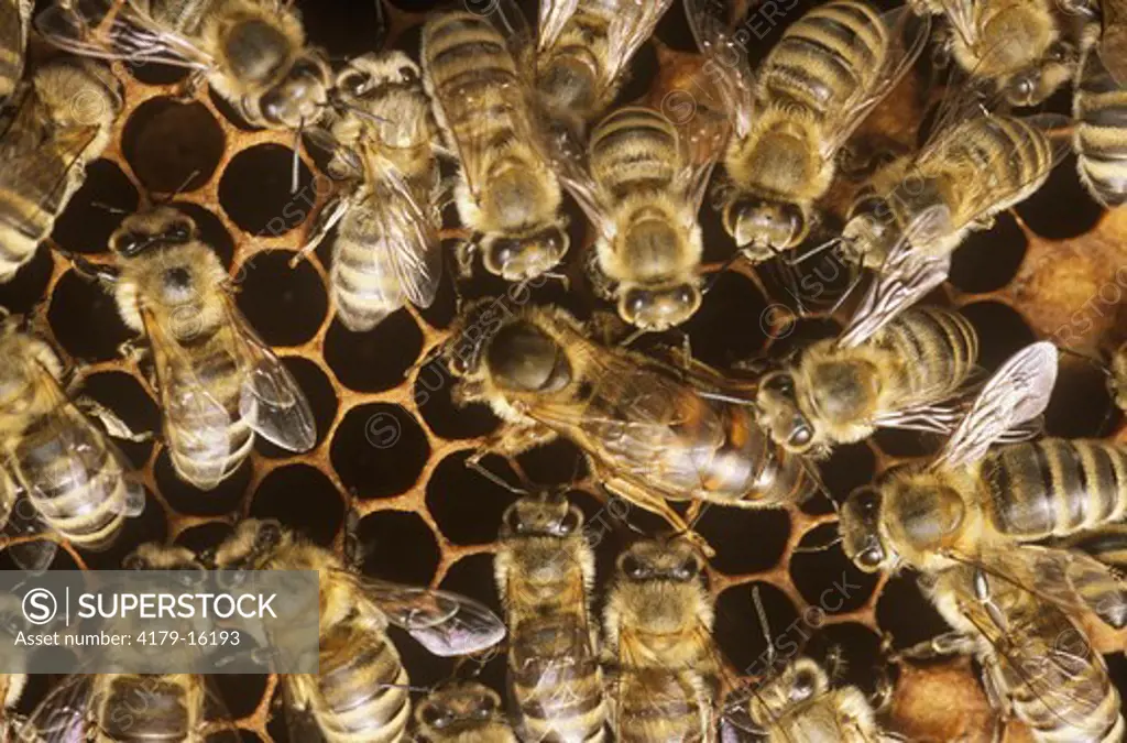 Honeybees: Queen and Workers in Hive