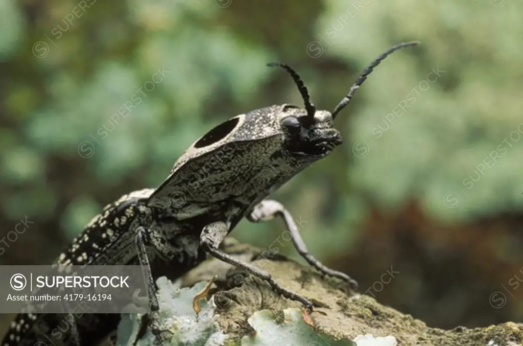Eyed Elater - a Click Beetle (Alaus oculatus), FL