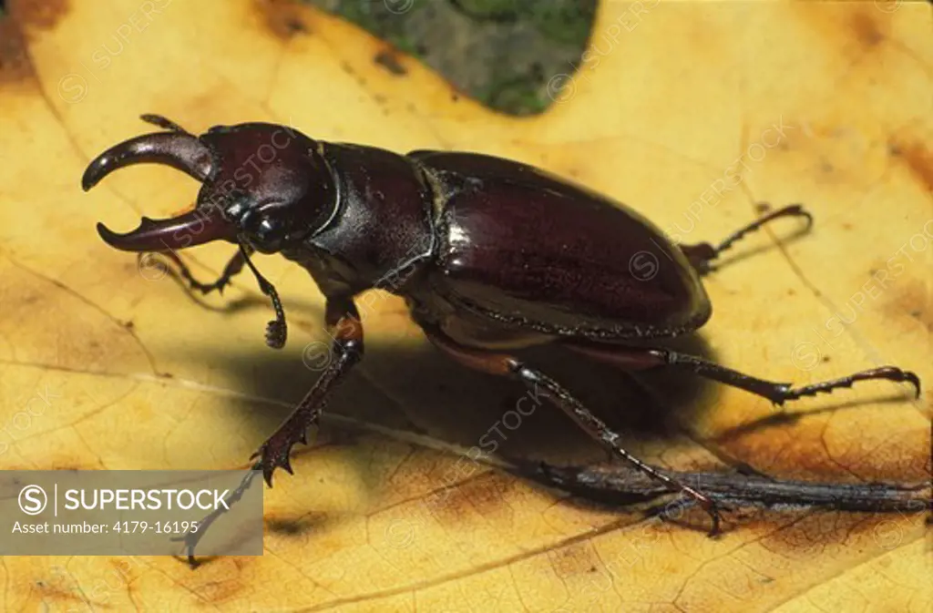 Male Stag Beetle (Pseudolucanus capreolus), OH