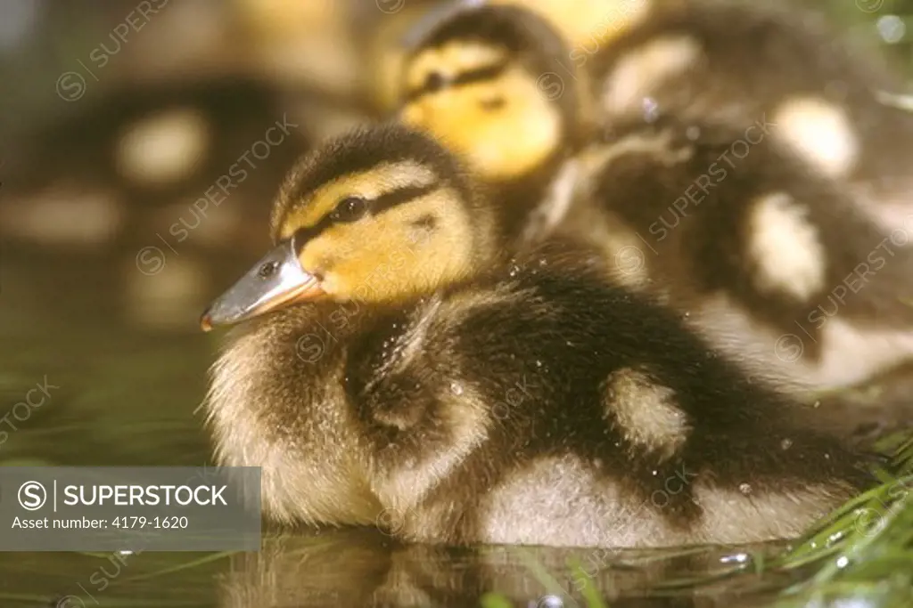 Mallard Duckling (Anas platyrhinchos) on Riverbank 2 weeks old, NJ, New Jersey