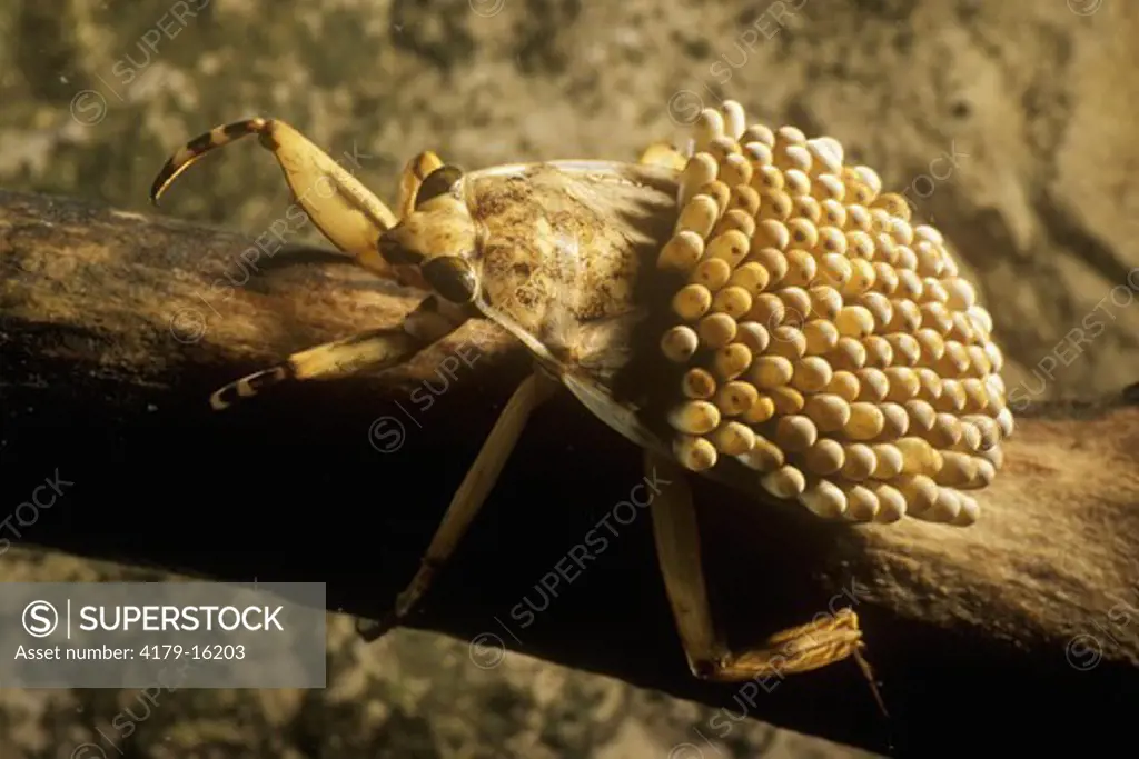 Giant Waterbug, male carries eggs on back,  (Belostomatidae)