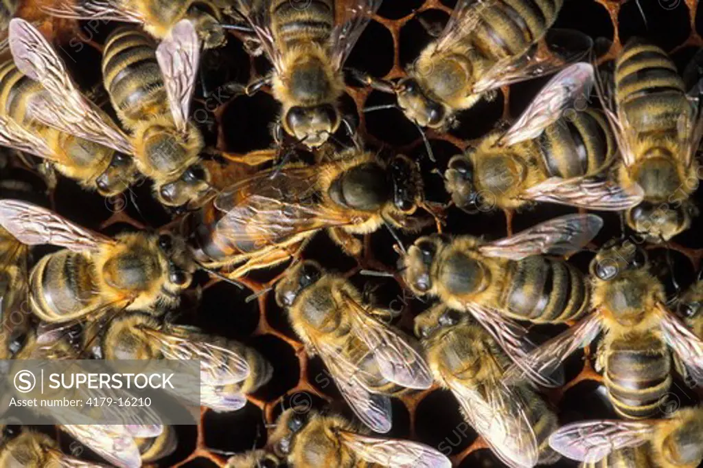 Honey Bees, Apis mellifera, queen attended by workers