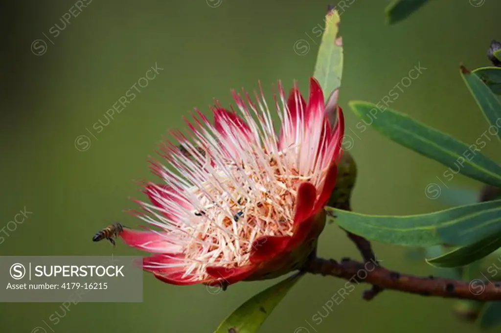 Drakensberg Sugarbush (Protea dracomontana) with Honey bee (Apis mellifera capensis) in flight. Giants Castle. Ukhahlamba Drakensberg Park. KwaZulu Natal. South Africa