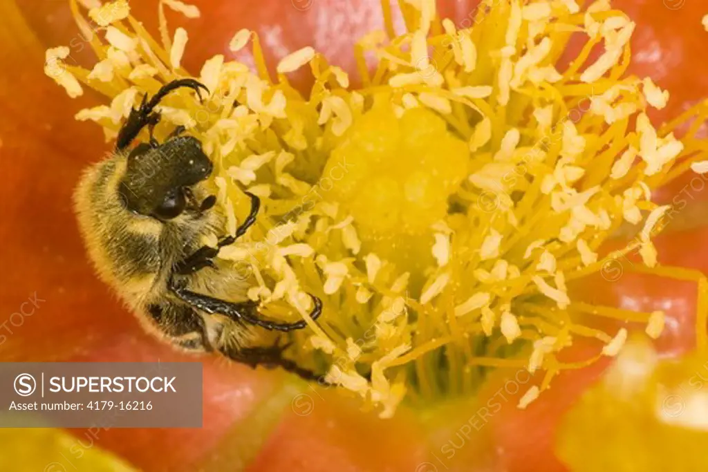 Bee-like Flower Scarab (Trichiotinus piger) Texas