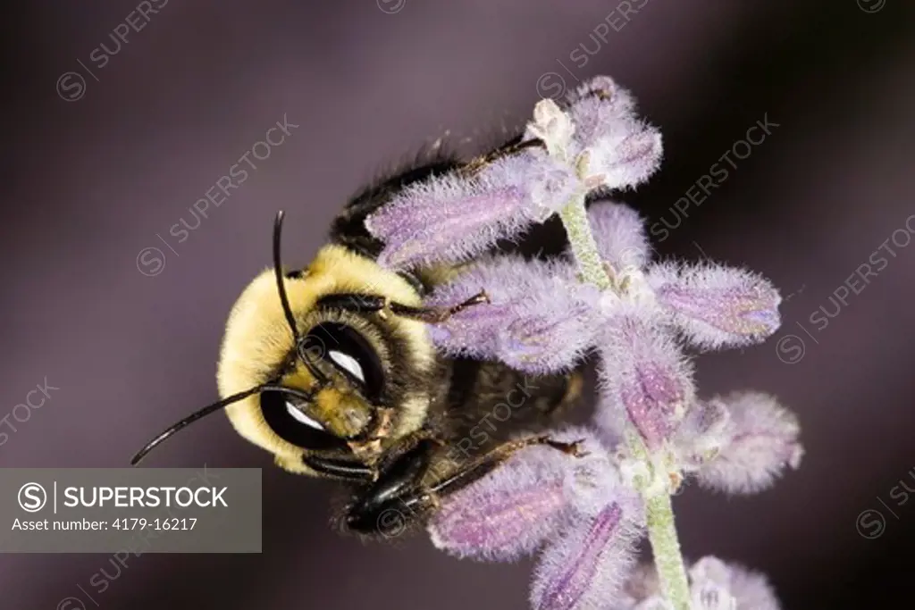 Bumble Bee (Bombus spp.) Leech Lake, Montana