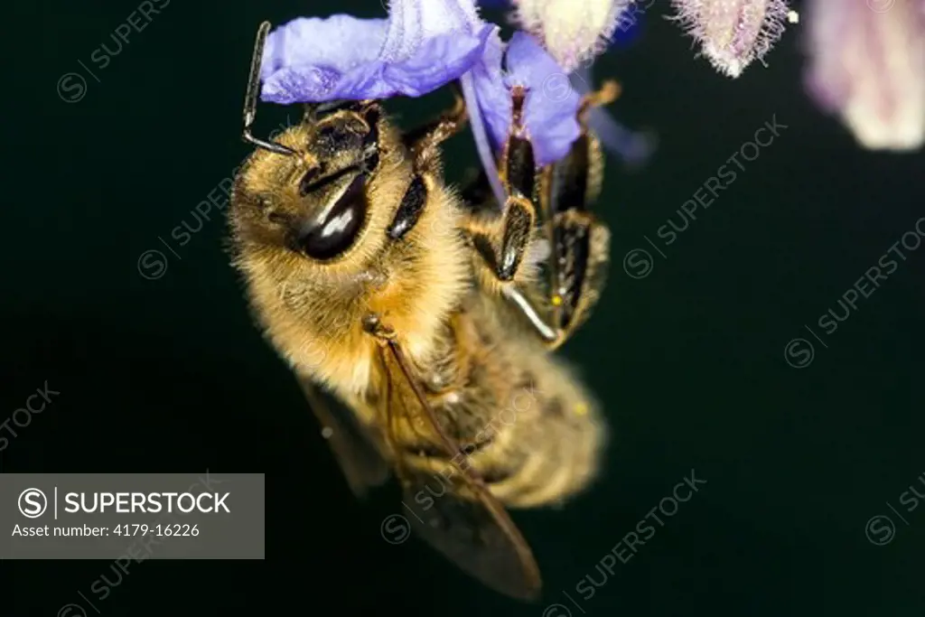 Honey Bee (Apis mellifera), on flower, Billings, Montana