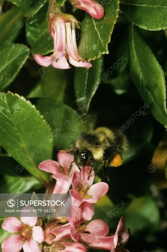 Bumble Bee on Escallonia Shrub, feeds on Nectar, Discovery Bay, Washington (Bombus occidentalis)