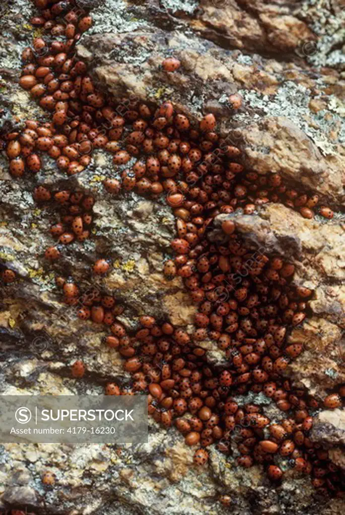 Ladybugs, Saguaro N.P., AZ