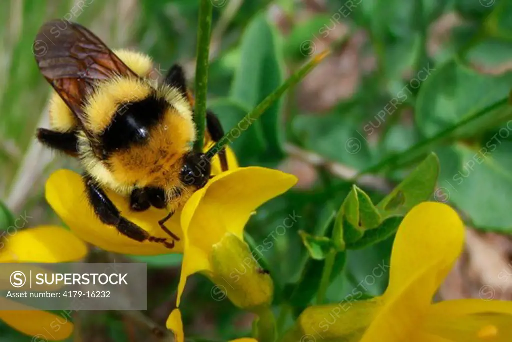 Tricolored Bumble Bee feeding on Golden Banner, (Bombus ternarius) Rio Grande County, Colorado, USA, May 2009