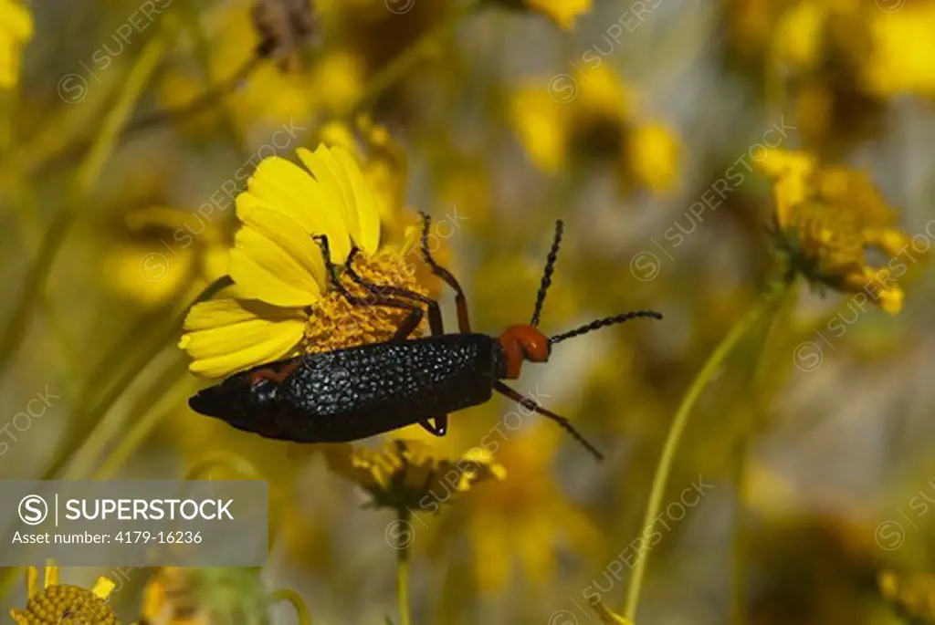 Desert Blister Beetle (Lytta magister) on Brittlebush, Anza-Borrego Desert State Park, California, USA