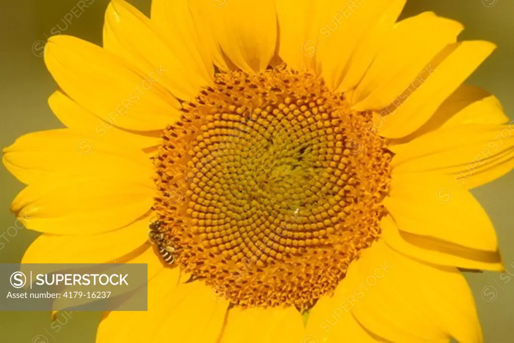 Mining Bee on Sunflower - CA Andrena sp/Helianthus annuus Swall Meadow/E Sierra/MonoCo