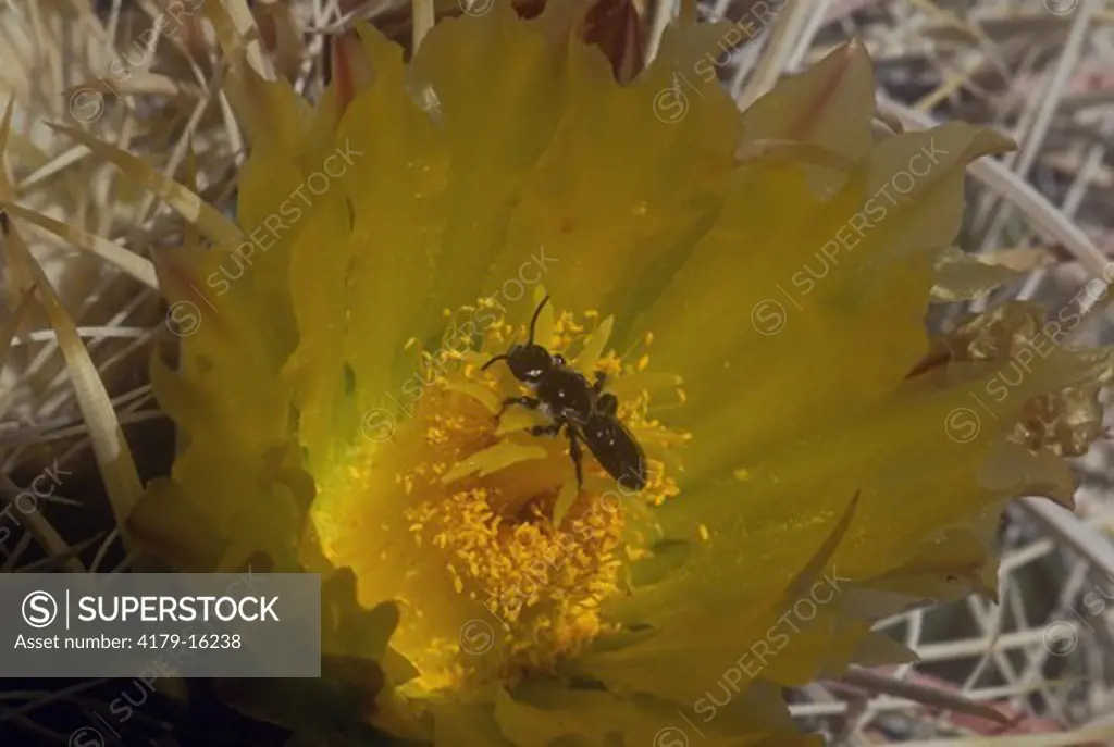 Mining Bee on Barrel Cactus Flower (Andrena sp.), Anza Borrego Desert S.P., CA