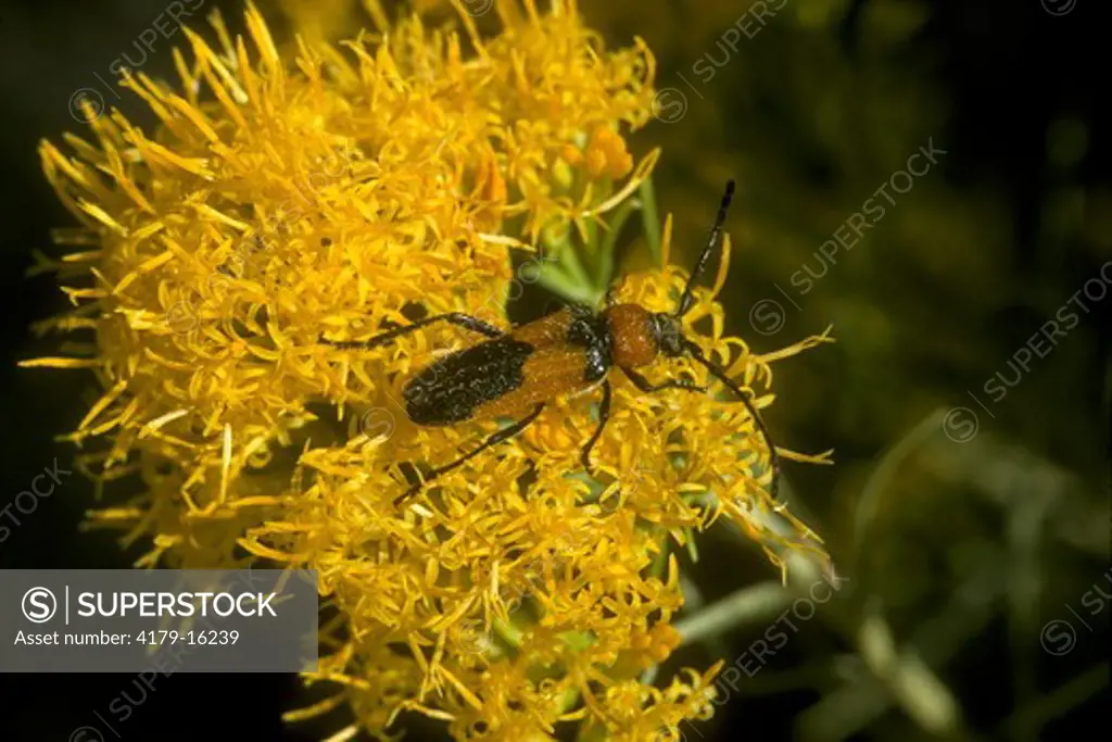Soldier Beetle on Rabbitbrush (Cantharidae family) Long Valley, E Sierra, Mono Co, California
