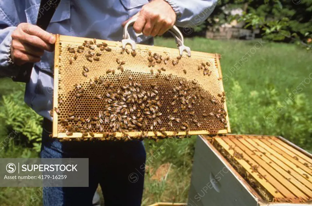Beekeeper, Connecticut