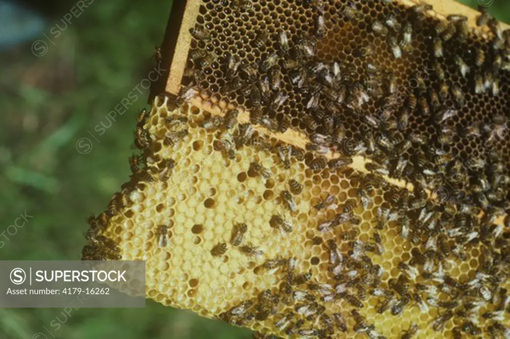 Honeybees, extra Cone built on Frame, Connecticut