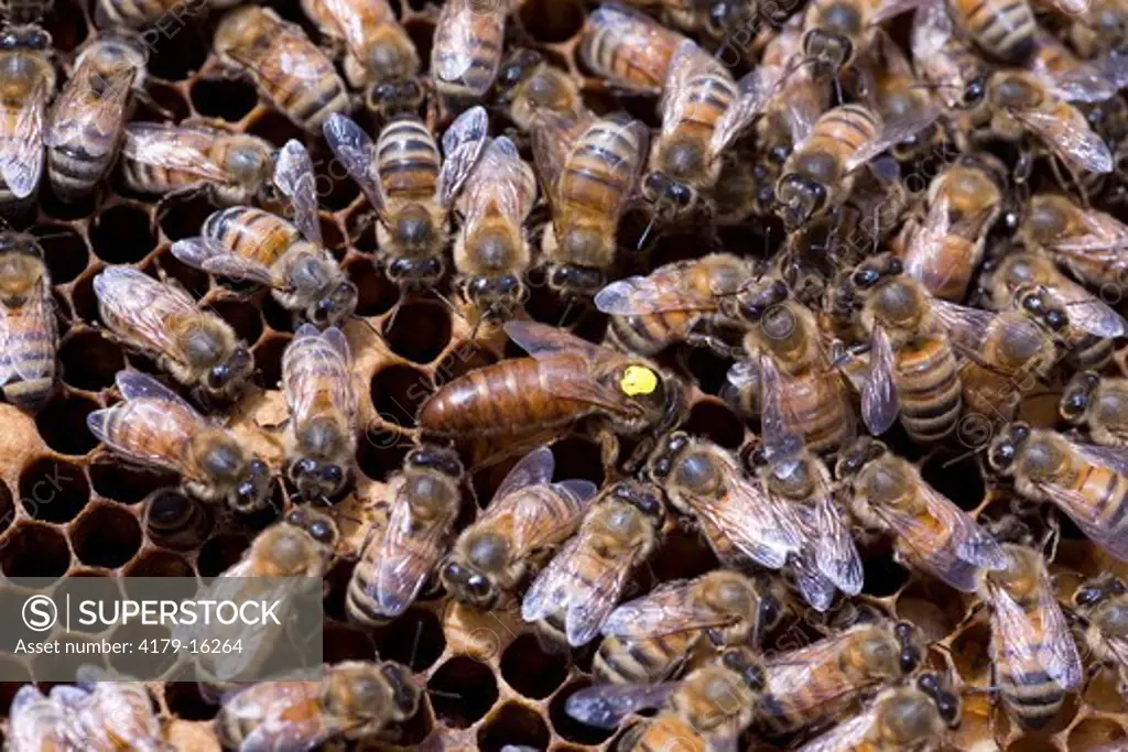 Hive of honeybees (Apis mellifera) Queen with yellow mark, surrounded by worker bees, CT