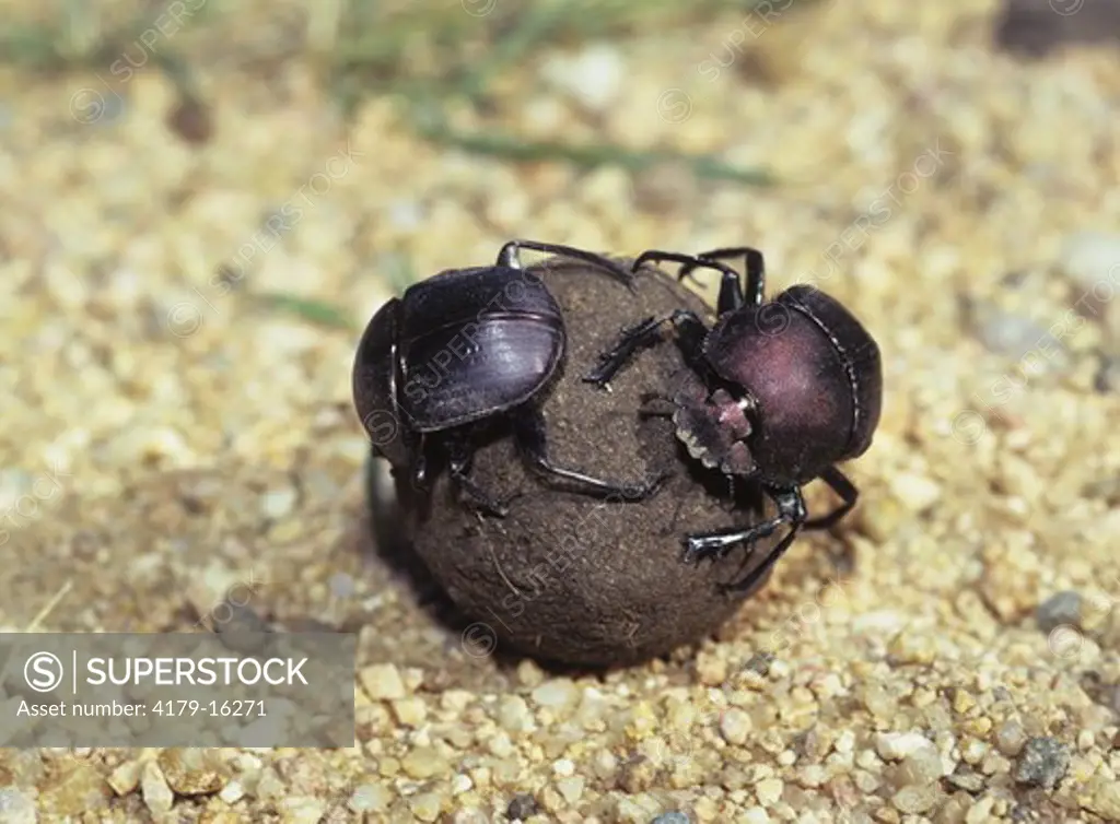Two Dung Beetles with Dung Ball