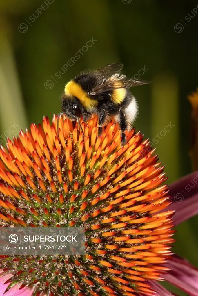 Garden Bumblebee (Bombus hortorum)
