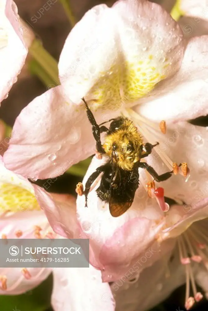 Mining Bee on Rhododendron after cold rain (Adrena spp) Upstate New York    Fuji