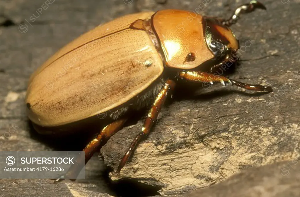 Golden Scarab Beetle (Scarabaeidae) Cayo, Belize