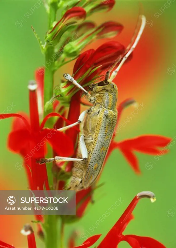 Long-horned Beetle on Cardinal Flower Adirondacks, New York, Summer (Cerambycidae & Labelia cardinalis)