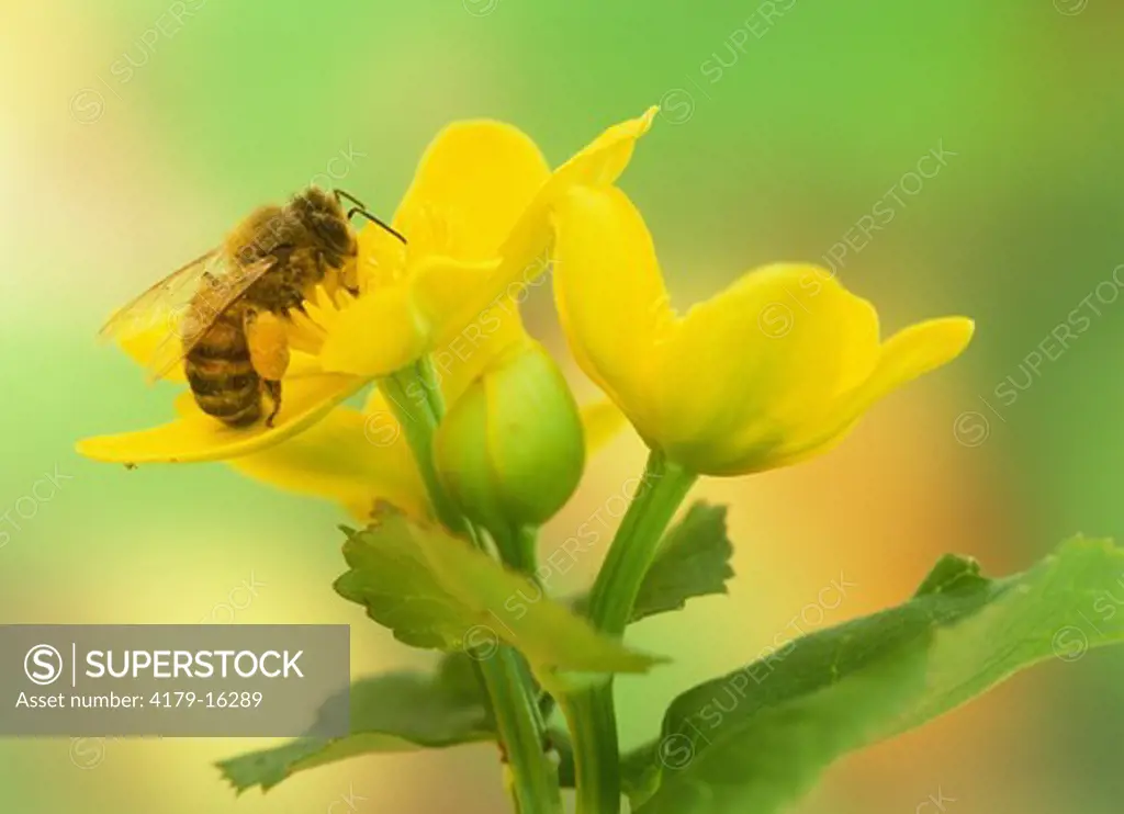 Honeybee (Apis mellifera) on Marsh Marigold (Caltha palustris), Adirondacks, NY