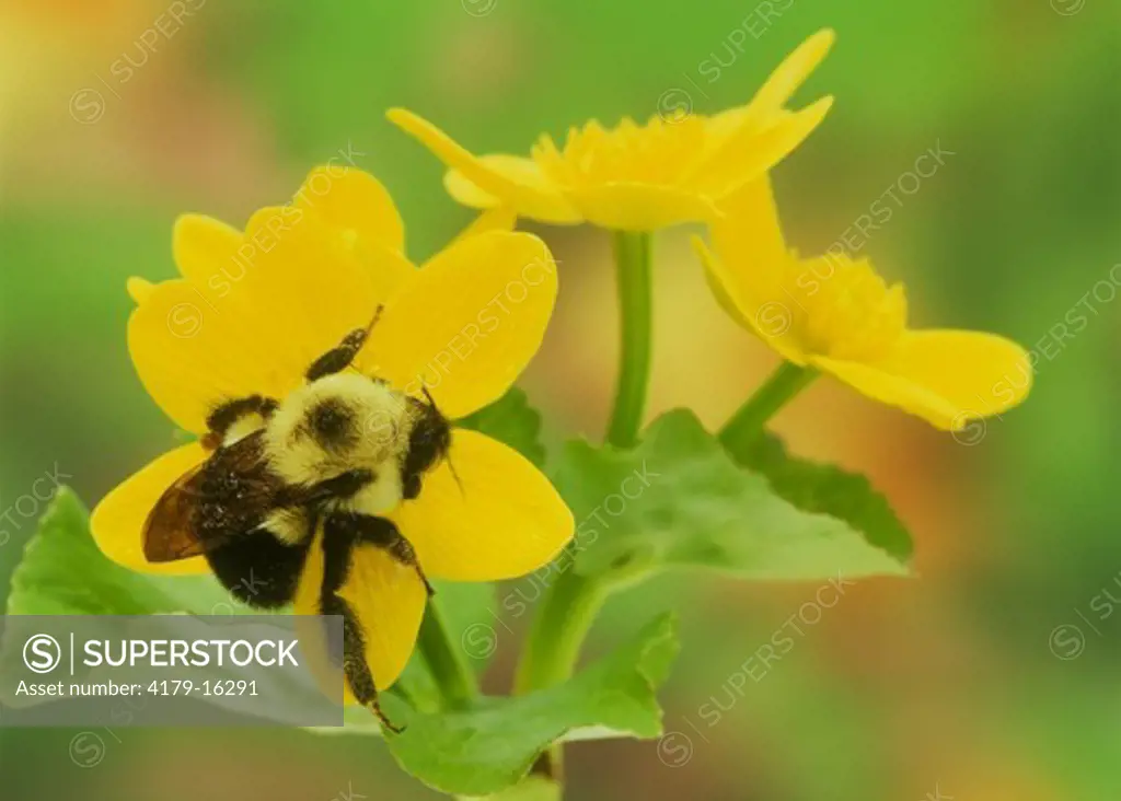 Bumblebee on Marsh Marigold (Bombus sp. & Caltha palustris), Spring, Adirondacks, NY