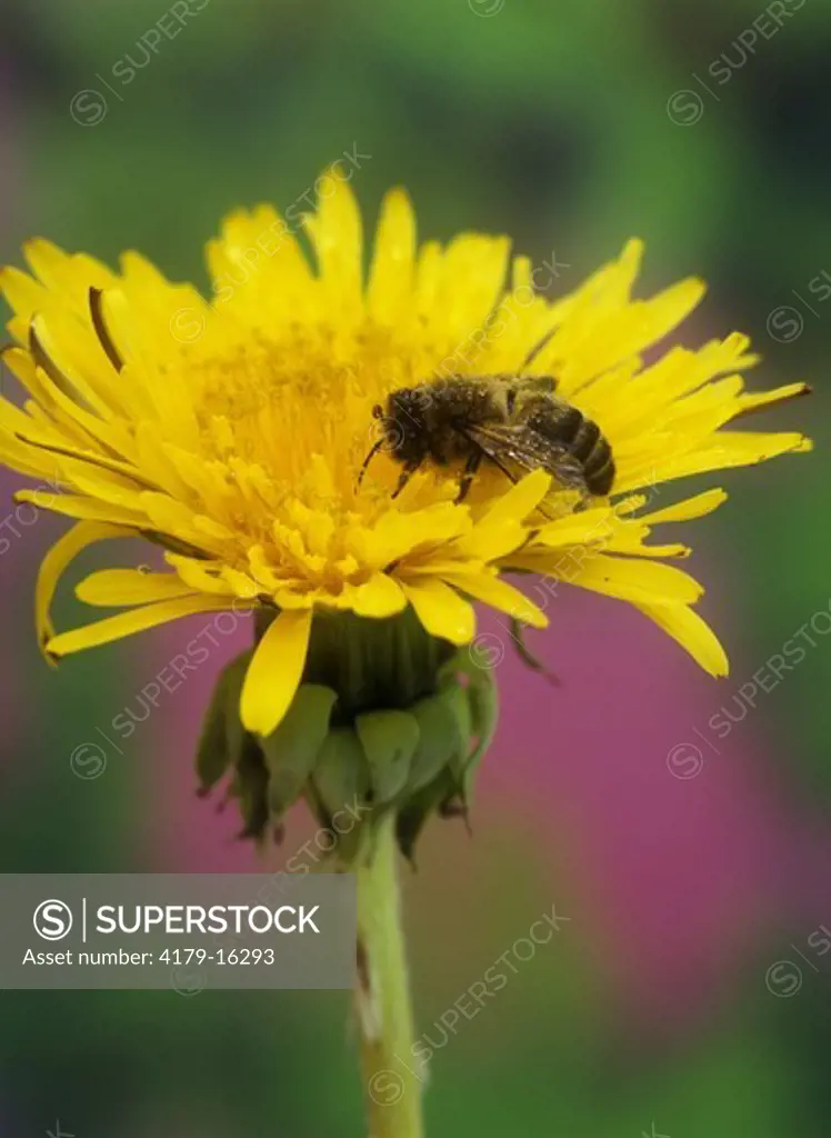 Honeybee on Dandelion (Apis mellifera), Spring, Adirondacks, New York