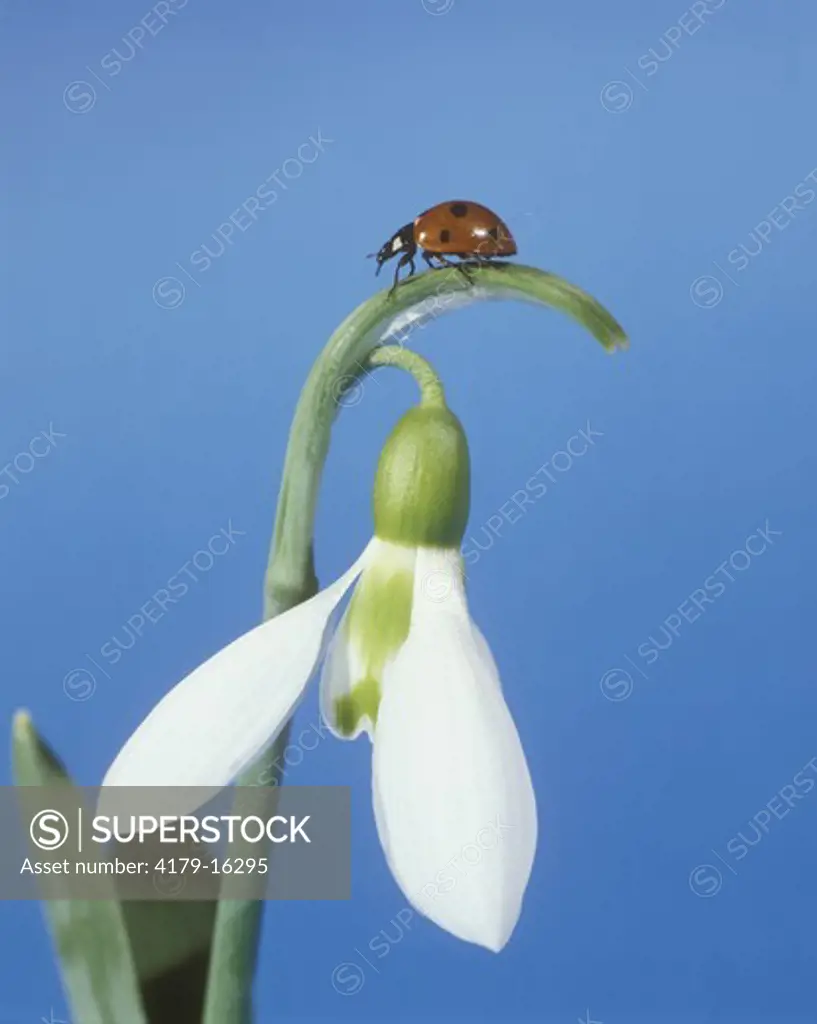 Snowdrop & Marigold Ladybird Beetle (Coccinella septempunctata)