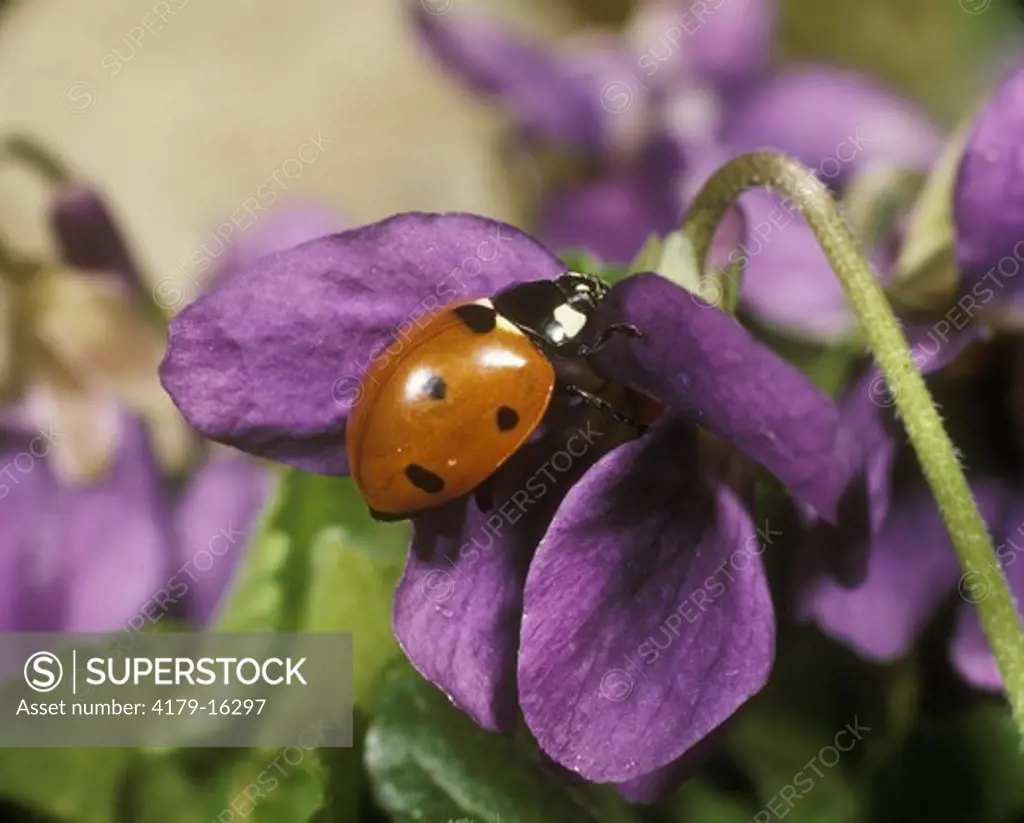Ladybird on Violet (Coccinella septempunctata)