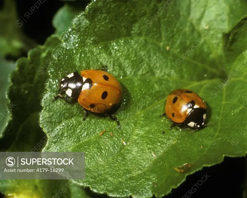 Ladybugs (Coccinella septempunctata)  Germany