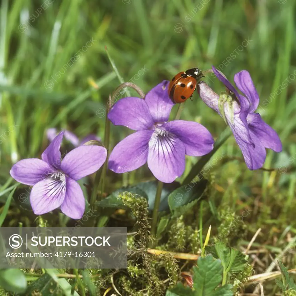 Ladybird and Violets (Coccinella 7-punctata) Germany