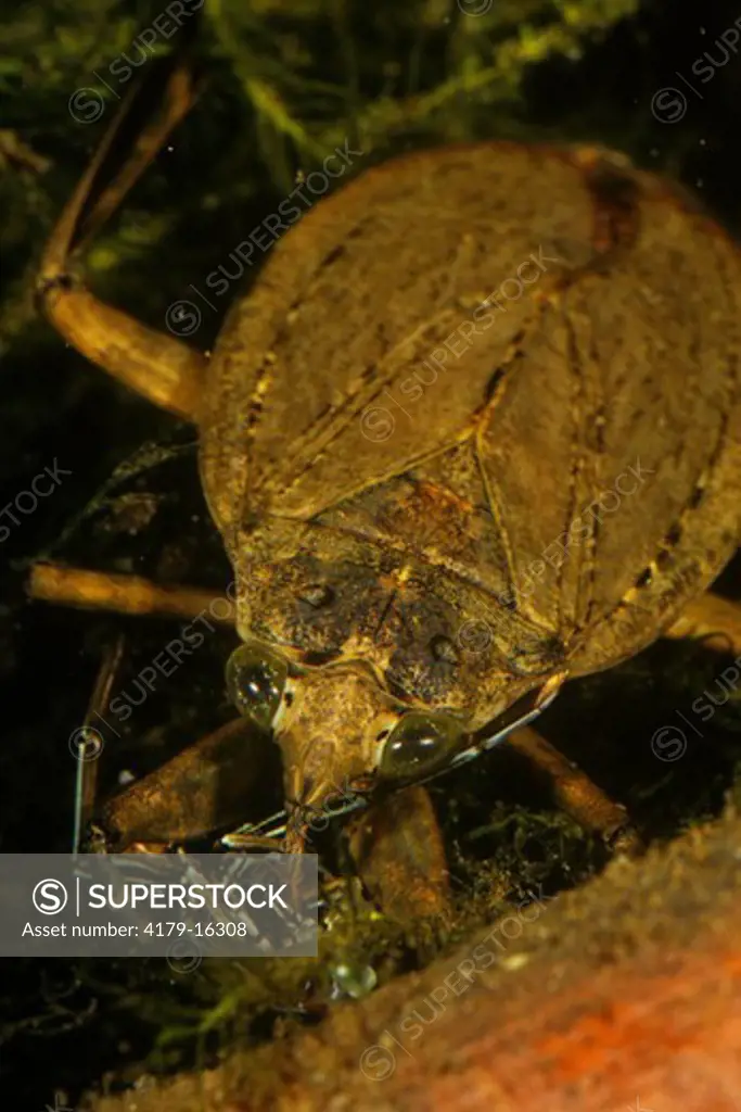 Giant Waterbug eating Backswimmer (Lethocerus americanus)