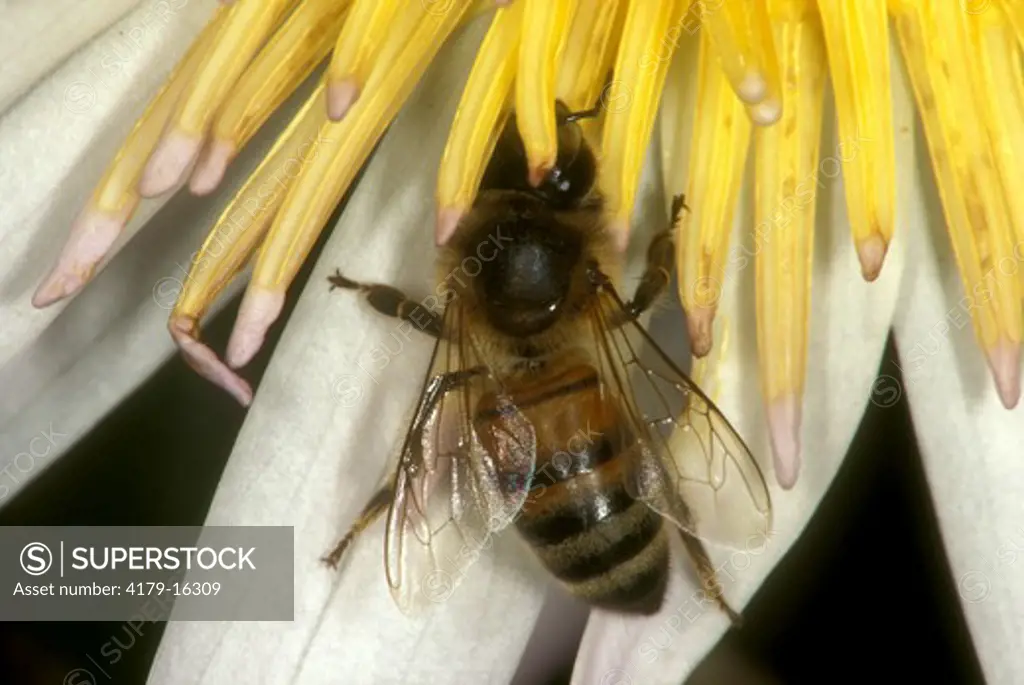 Honeybee  (Apis mellifera) Eating nectar