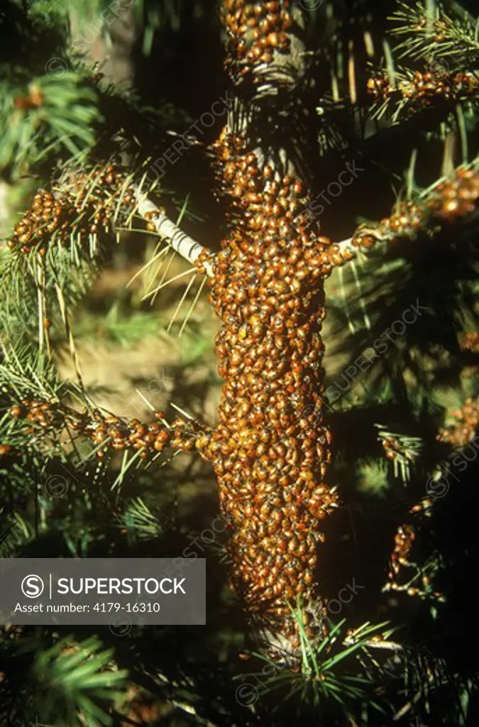 Convergent Lady Beetles (Hippodamia convergens) Gathering/ID