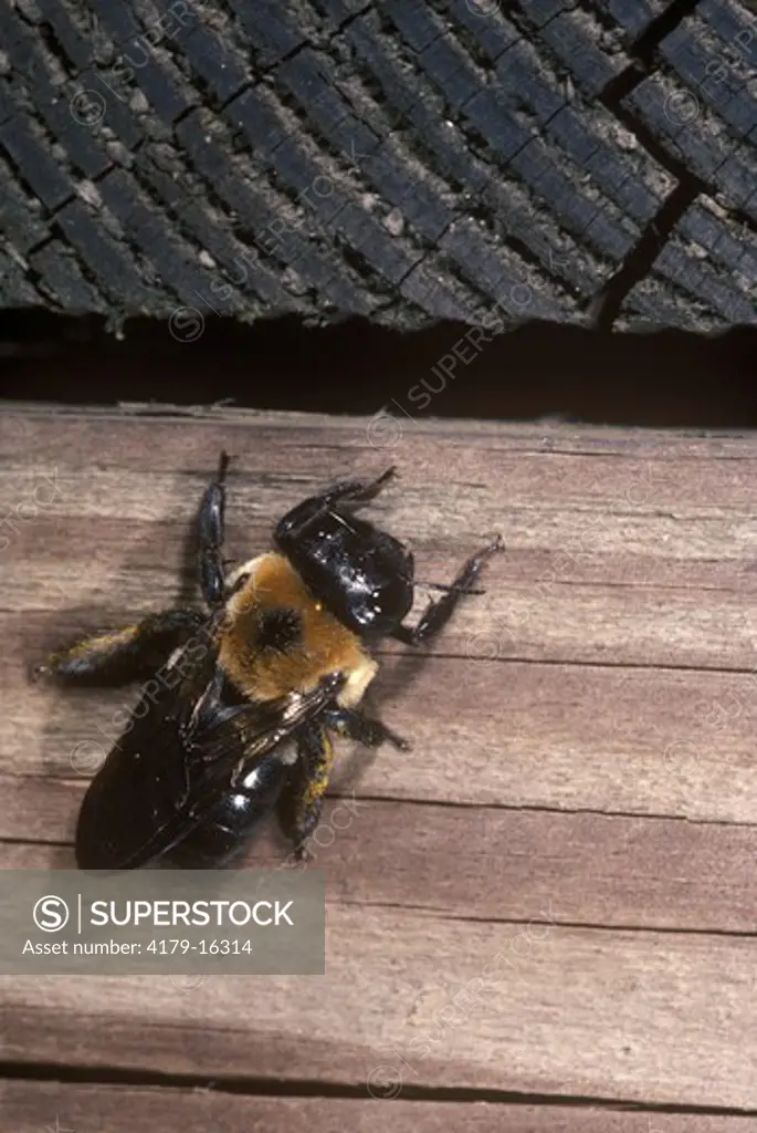 Eastern Carpenter Bee (Xylocopa virginica) NJ, New Jersey