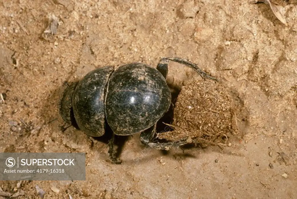 Flightless Dung Beetle (Circellium bacchus)w/Dung Addo Elephant NP/So. Africa