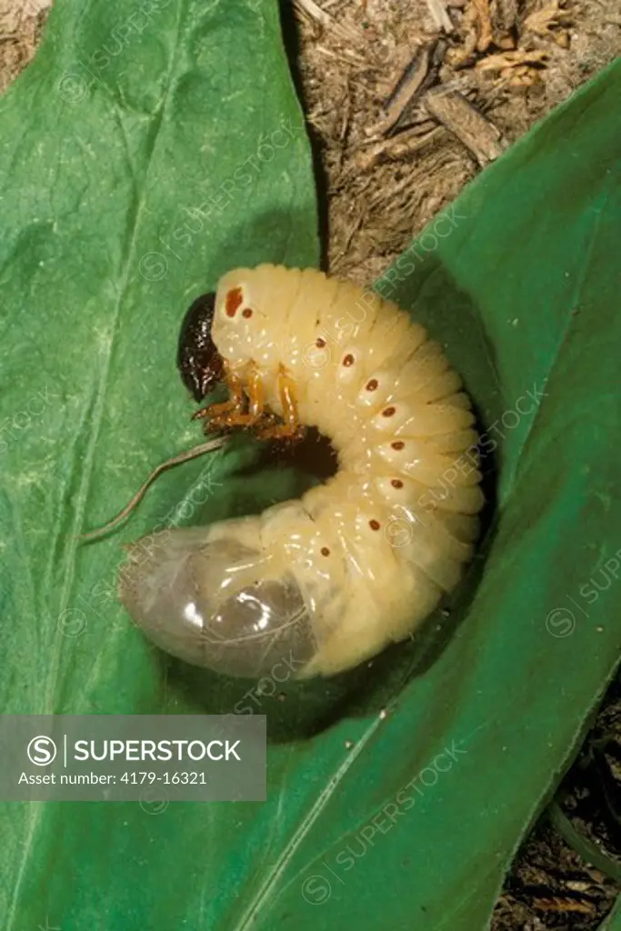 Scarab Beetle Larva Family: Scarabaeidae Hutcheson Forest, NJ