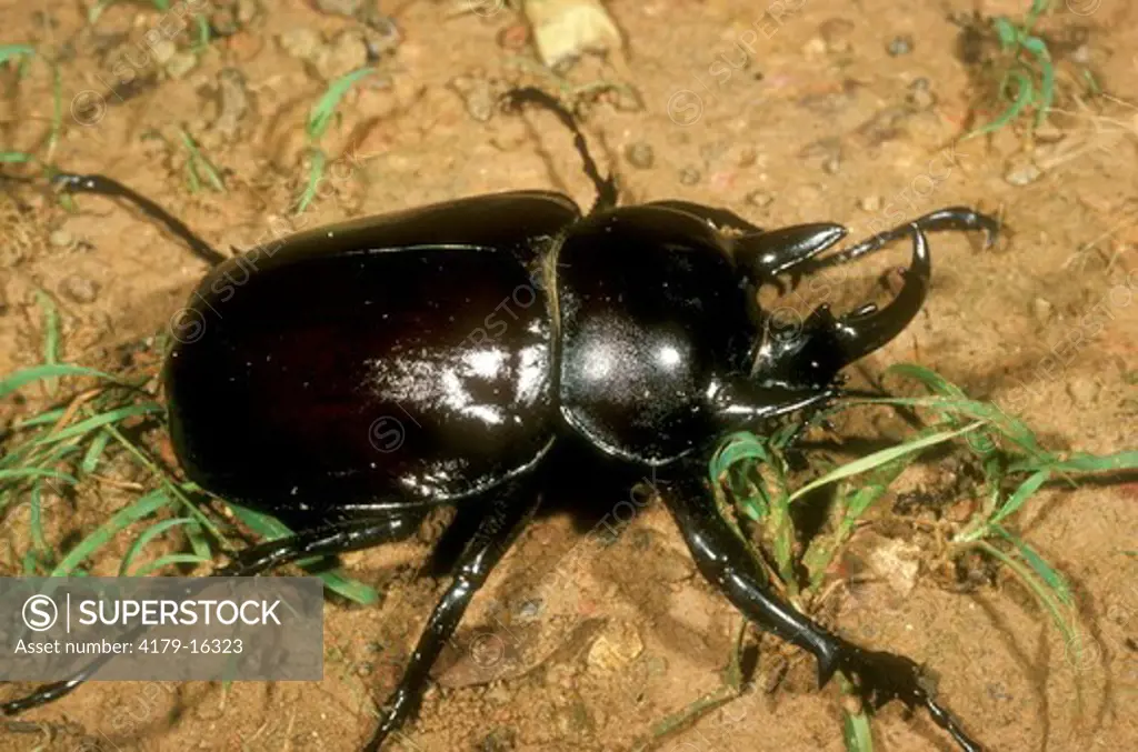 Rhinoceros Beetle (Megasoma sp) in Tropical Rainforest, Brownsberg NP/Suriname 33/4
