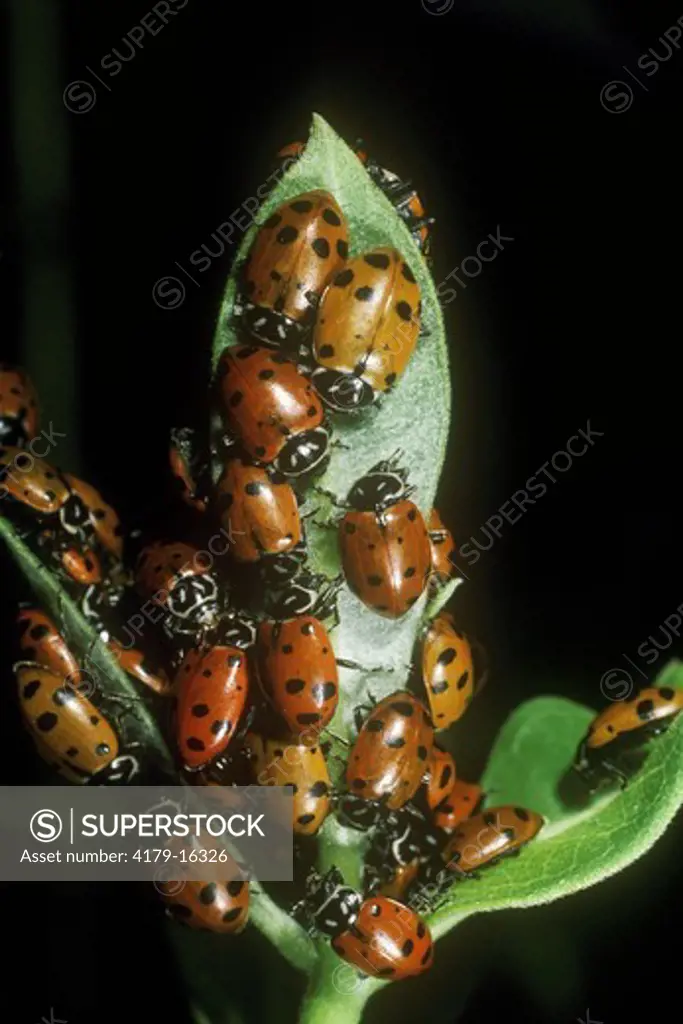 Convergent Ladybug Beetles (Hippodamia convergens) Somerset, New Jersey  on milkweed
