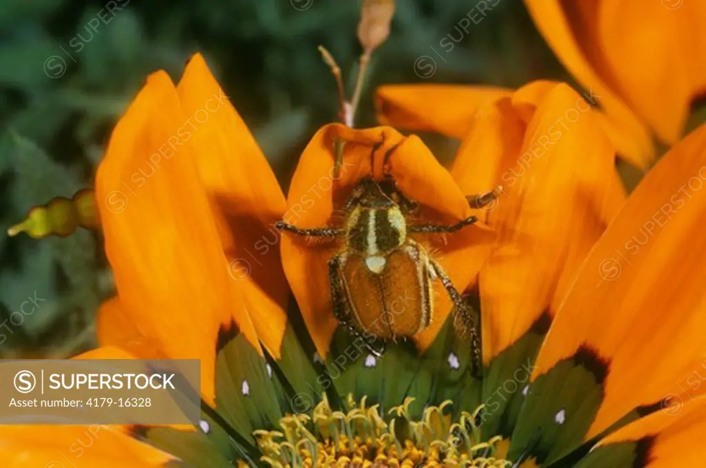 Cetoniid or Monkey Beetle on S. African Daisy, Skilpad Wildflower Reserve, S. Africa
