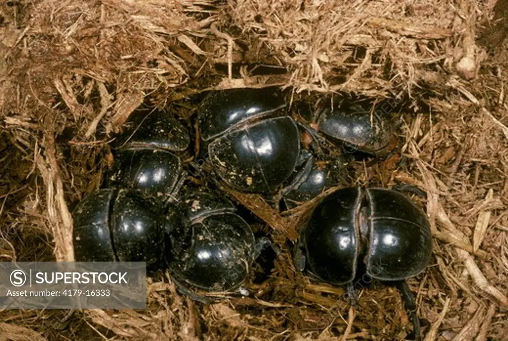 Flightless Dung Beetles on  (Circellium bacchus) dung (elephant) Addo Elephant NP South Africa - endangered