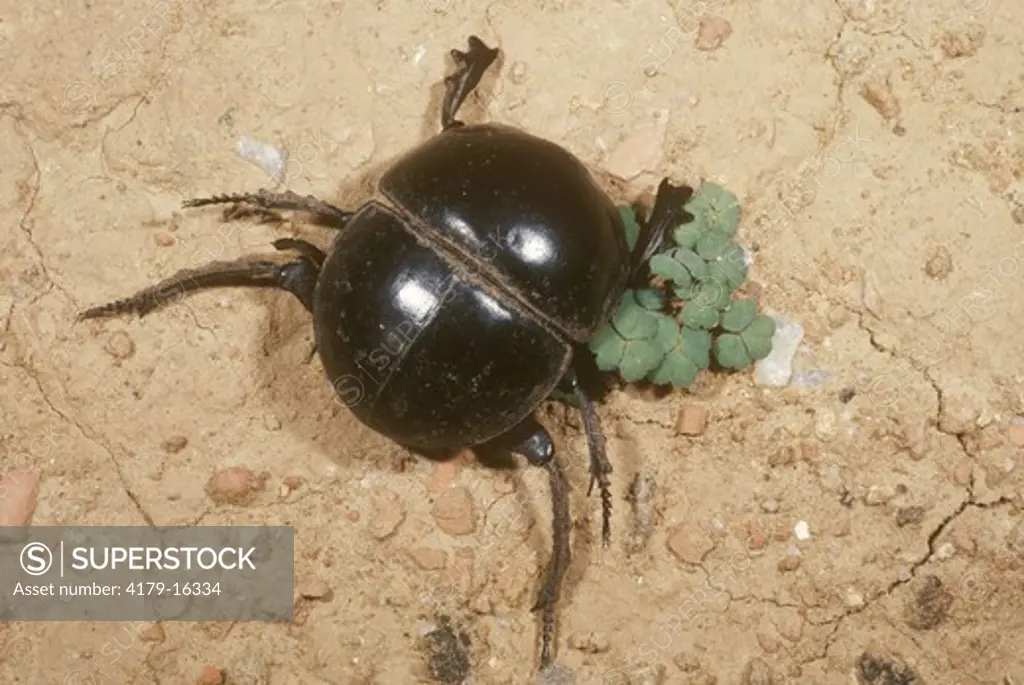 Flightless Dung Beetle (Circellium bacchus) Addo Elephant NP/Africa