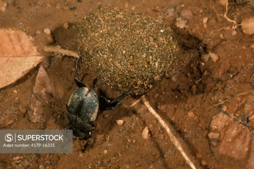 Dung Beetle rolling Dung Ball, beetle: 1.5, Kenya