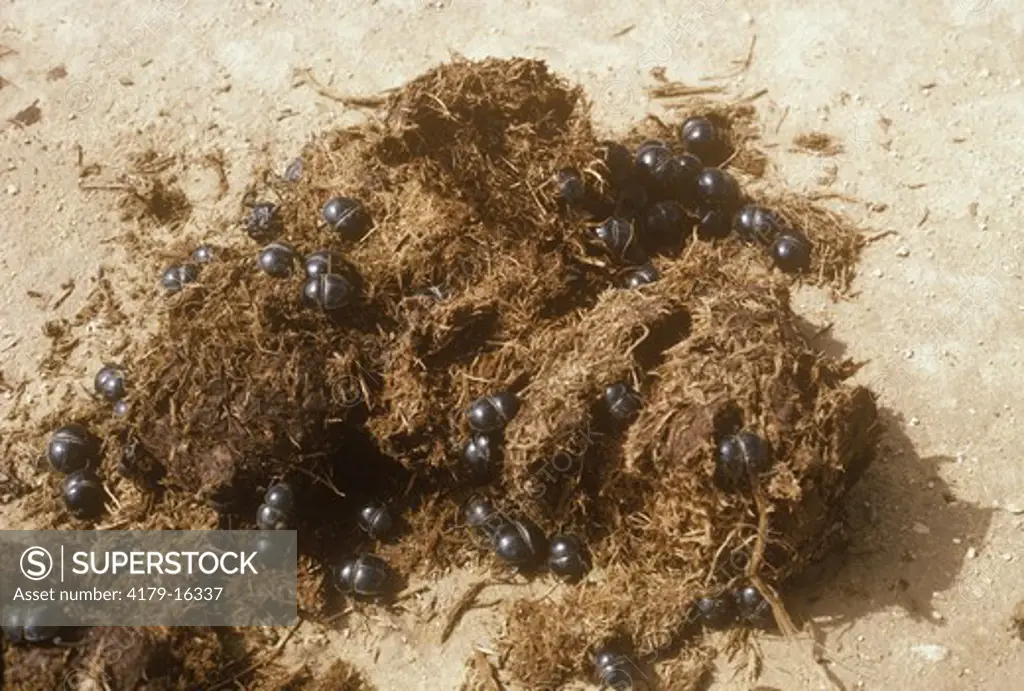Flightless Dung Beetles on Elephant Dung (Circellium bacchus) Addo Elephant Park, S Africa