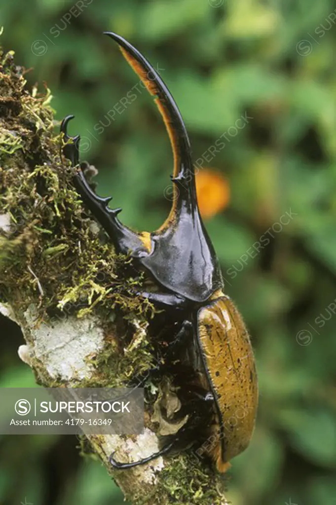 Hercules Beetle (Dynastes hercules), 5.5, Montane Rainforest, Ecuador