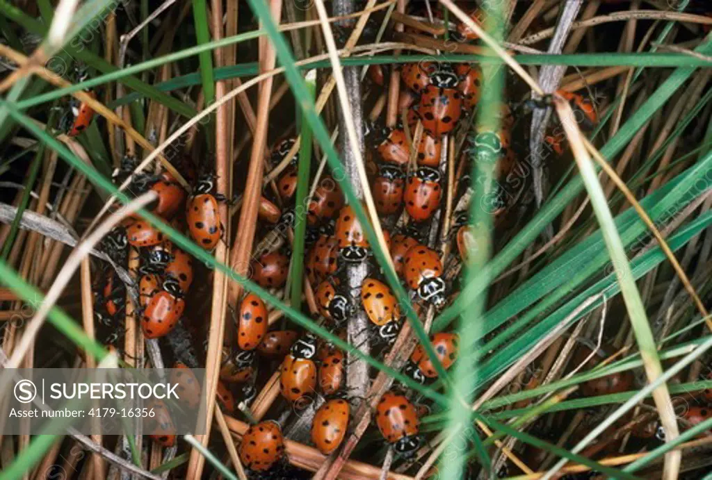 Ladybird Beetles Overwinter Group - Custer Park, SD (Hippodamia convergens) South Dakota
