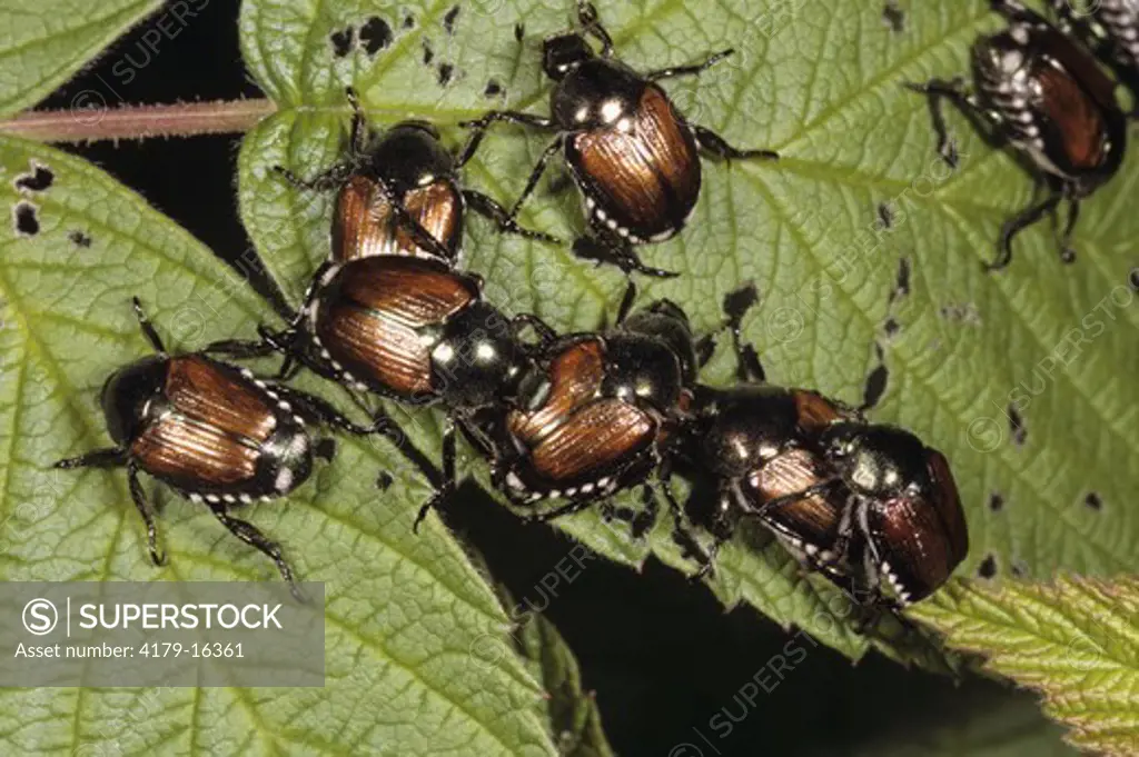 Japanese Beetles (Popillia japonica), Washington Co., NY