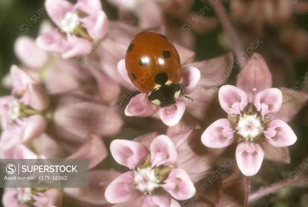 Ladybird Beetle on Milkweed (family: Coccinellidae) NY